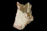 Rare, Fossil Bear Dog (Daphoenus) Tooth - South Dakota #143947-1
